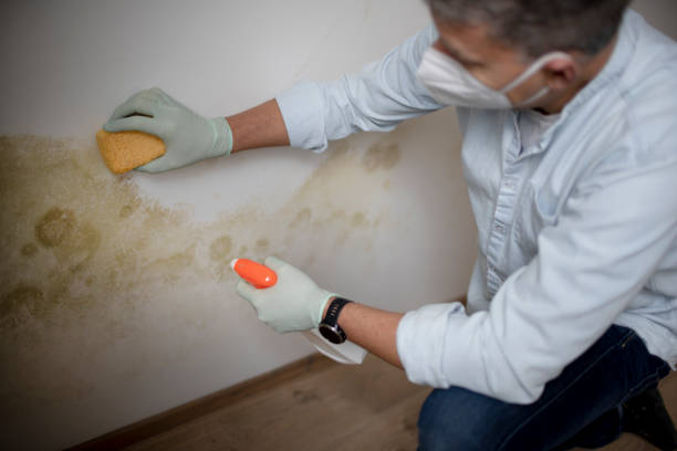 Best Attic Mold Removal  in Towaco, NJ