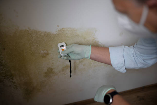 Home Mold Removal in Towaco, NJ